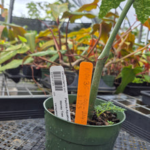 Load image into Gallery viewer, Pachira Aquatica Money Tree, Exact Plant Variegated Ships Nationwide
