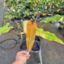 Load image into Gallery viewer, Philodendron Orange Marmalade, Exact Plant Ships Nationwide
