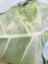 Load image into Gallery viewer, Frydek, Exact Plant, variegated Alocasia
