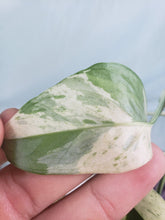 Load image into Gallery viewer, Pinnatum Marble, exact plant, variegated Epipremnum, ships nationwide
