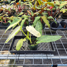 Load image into Gallery viewer, Philodendron Jose Buono, Exact Plant Variegated Ships Nationwide
