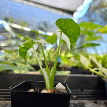 Load image into Gallery viewer, Alocasia Odora, Okinawa Silver, Exact Plant Variegated Ships Nationwide
