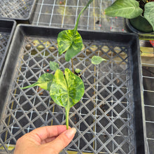Load image into Gallery viewer, Alocasia Stingray, Exact Plant Ships Nationwide
