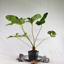 Load image into Gallery viewer, Anthurium Brownii, Exact Plant Ships Nationwide
