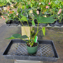 Load image into Gallery viewer, Anthurium Speckled Butterfly Shibori AFF, Exact Plant Variegated Ship Nationwide
