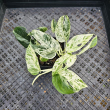 Load image into Gallery viewer, Epipremnum Pinnatum Marble, Exact Plant Variegated Ships Nationwide
