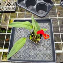 Load image into Gallery viewer, Anthurium Scherzerianum "Pig Tail", Exact Plant Ships Nationwide
