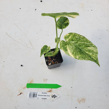 Load image into Gallery viewer, Monstera deliciosa green snow, Exact Plant Ships Nationwide
