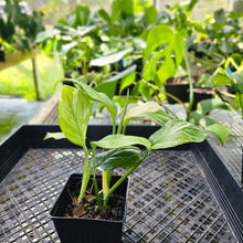 Load image into Gallery viewer, Monstera Lechleriana, Exact Plant Variegated 2 plant pot Ships Nationwide
