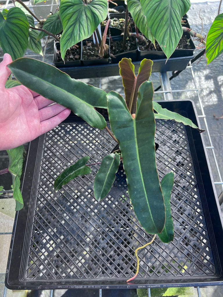 Philodendron Atabapoense Dark Form, Exact Plant Ships Nationwide