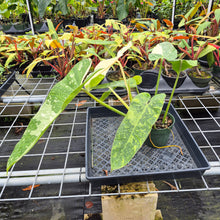 Load image into Gallery viewer, Philodendron Jose Buono, Exact Plant Variegated Ships Nationwide
