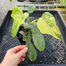 Load image into Gallery viewer, Philodendron Bipennifolium, Exact Plant Variegated Ships Nationwide
