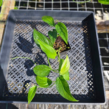 Load image into Gallery viewer, Monstera Acacoyaguensis 4" pot, Fedex 2day*
