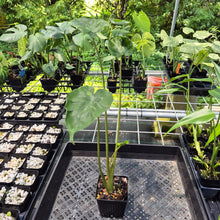 Load image into Gallery viewer, Alocasia Macrorrhiza Shock Treatment Variegated exact plant, Fedex 2day*
