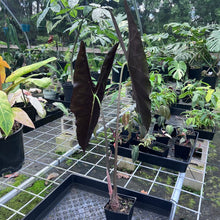 Load image into Gallery viewer, Alocasia Longiloba, Denudata, Exact Plant
