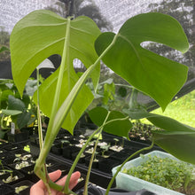 Load image into Gallery viewer, Monstera Sierrana Hawaii Clone exact plant, Fedex 2day*
