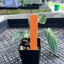 Load image into Gallery viewer, Philodendron Hederaceum Micans Aurea, Exact Plant Variegated Ships Nationwide
