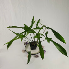 Load image into Gallery viewer, Philodendron Longilobatum Lelano Miyano, Exact Plant Large, mature
