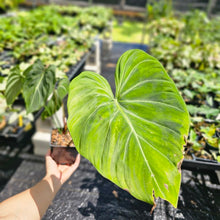 Load image into Gallery viewer, Philodendron Gloriosum, Dark Form, Exact Plant Ships Nationwide
