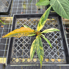 Load image into Gallery viewer, Philodendron Caramel Marble, Exact Plant Variegated Ships Nationwide
