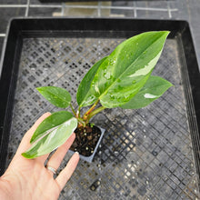 Load image into Gallery viewer, Philodendron White Princess, Exact Plant Variegated Ships Nationwide
