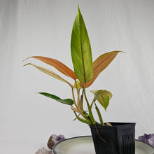 Load image into Gallery viewer, Philodendron Whipple Way, Exact Plant Variegated Ships Nationwide
