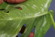 Load image into Gallery viewer, Variegated Monstera Thai Constellation No TC Exact Plant
