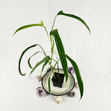 Load image into Gallery viewer, Philodendron Holtonianum, Exact Plant Ships Nationwide
