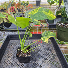 Load image into Gallery viewer, Monstera Marilyn Variegated, Exact Plant Ships Nationwide.
