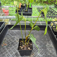 Load image into Gallery viewer, Anthurium Papillilaminum Fort Sherman X Ralph Lynam, Exact Plant Ships Nationwide
