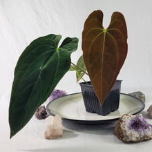 Load image into Gallery viewer, Anthurium Ace Of Spades X Papillilaminum, Exact Plant
