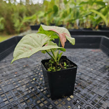 Load image into Gallery viewer, Syngonium Milk Confetti Variegated 2.5" pot, Fedex 2day*
