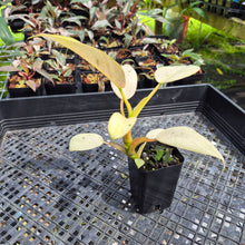 Load image into Gallery viewer, Philodendron Whipple Way Variegated exact plant, Fedex 2day*
