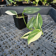 Load image into Gallery viewer, Scindapsus Blue Albo, Exact Plant Variegated Ships Nationwide
