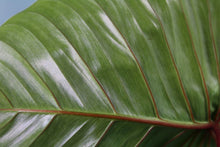 Load image into Gallery viewer, Philodendron Sodiroi Exact Plant Ships nationwide
