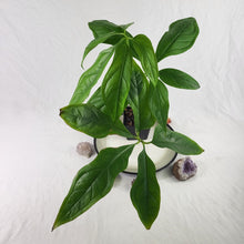 Load image into Gallery viewer, Anthurium Clavigerum , Exact Plant Ships Nationwide
