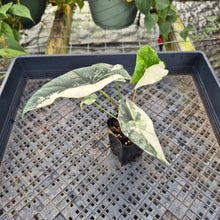 Load image into Gallery viewer, Alocasia simpo albo Exact Plant Ships Nationwide
