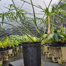 Load image into Gallery viewer, Philodendron Polypodoides, Exact Plant Ships Nationwide
