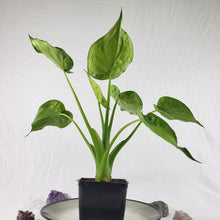 Load image into Gallery viewer, Alocasia Cucullata, Exact Plant Variegated Banana Split
