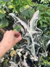 Load image into Gallery viewer, Alocasia Nobilis Pink variegated 2.5" pot, Fedex 2day*
