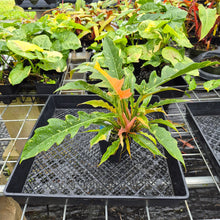 Load image into Gallery viewer, Philodendron Ring Of Fire, Exact Plant Variegated Ships Nationwide
