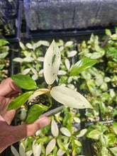 Load image into Gallery viewer, Philodendron Whipple Way Variegated 2.5" pot, Fedex 2day*

