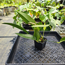 Load image into Gallery viewer, Anthurium Sherzerianum &quot;Pig Tail&quot;, Exact Plant Speckled Ships Nationwide
