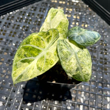 Load image into Gallery viewer, Alocasia Ninja, Exact Plant Variegated Ships Nationwide
