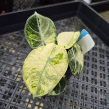 Load image into Gallery viewer, Alocasia Ninja, Exact Plant Variegated Ships Nationwide
