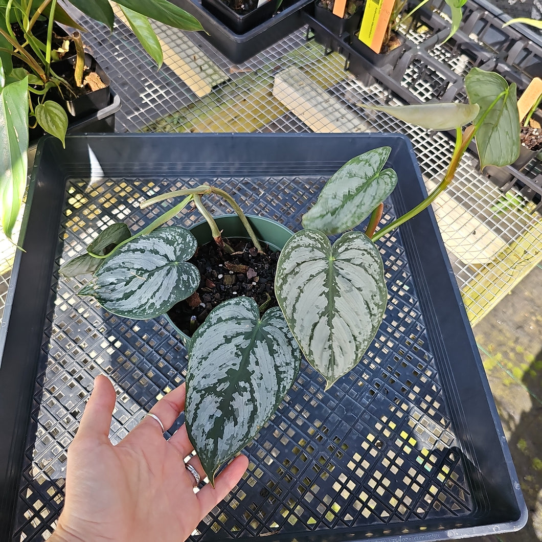 Philodendron Brandtianum, Exact Plant Ships Nationwide