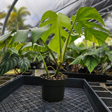 Load image into Gallery viewer, Monstera Borsigiana Aurea, Exact Plant Variegated Ships Nationwide
