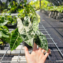 Load image into Gallery viewer, Alocasia Frydek, Exact Plant Variegated Ships Nationwide
