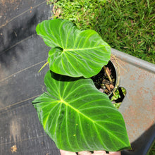 Load image into Gallery viewer, Philodendron Verrucosum Pseudoverrucosum Croat , Exact Plant Ships Nationwide
