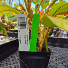Load image into Gallery viewer, Philodendron Thai Sunrise, Exact Plant Variegated Ships Nationwide
